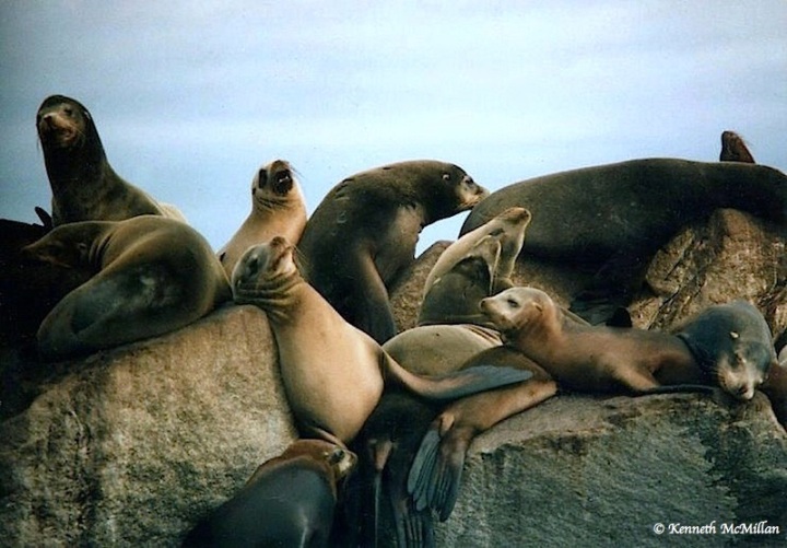 Sea Lions_watermarked