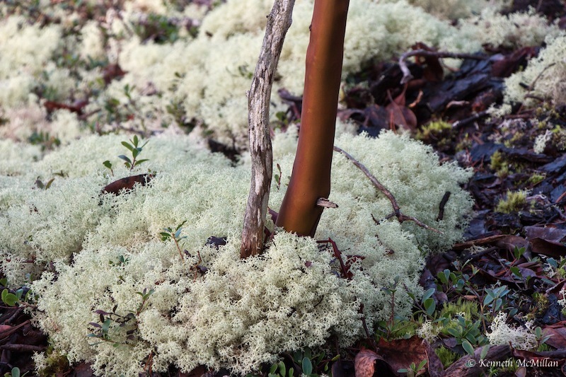 Lichen and Arbutus