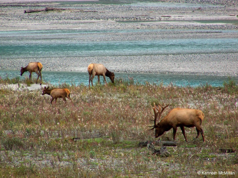 Elk Herd_watermarked